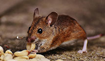 24 Hour & Emergency Exterminators in Cooperstwn, ND